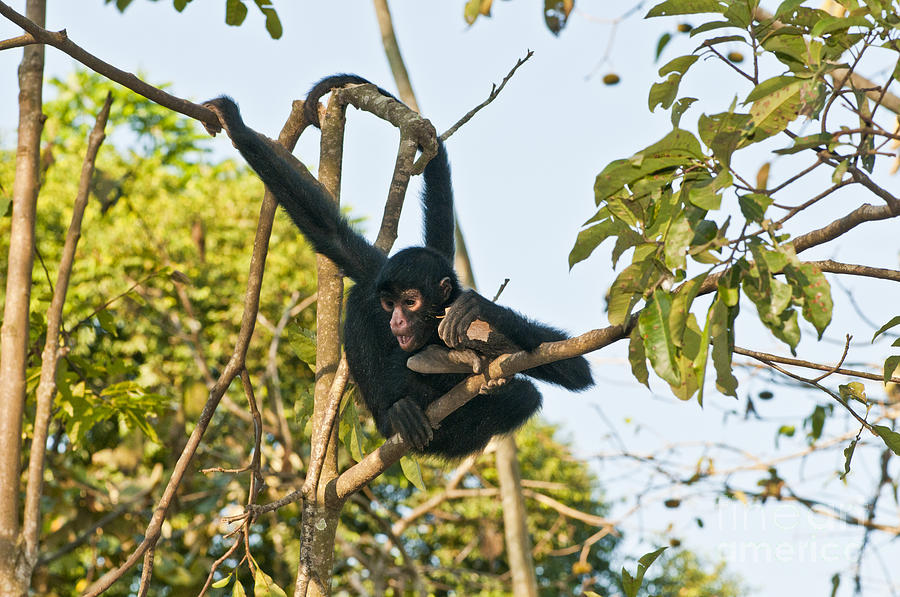 Peruvian Spider Monkey #6 Photograph by William H. Mullins