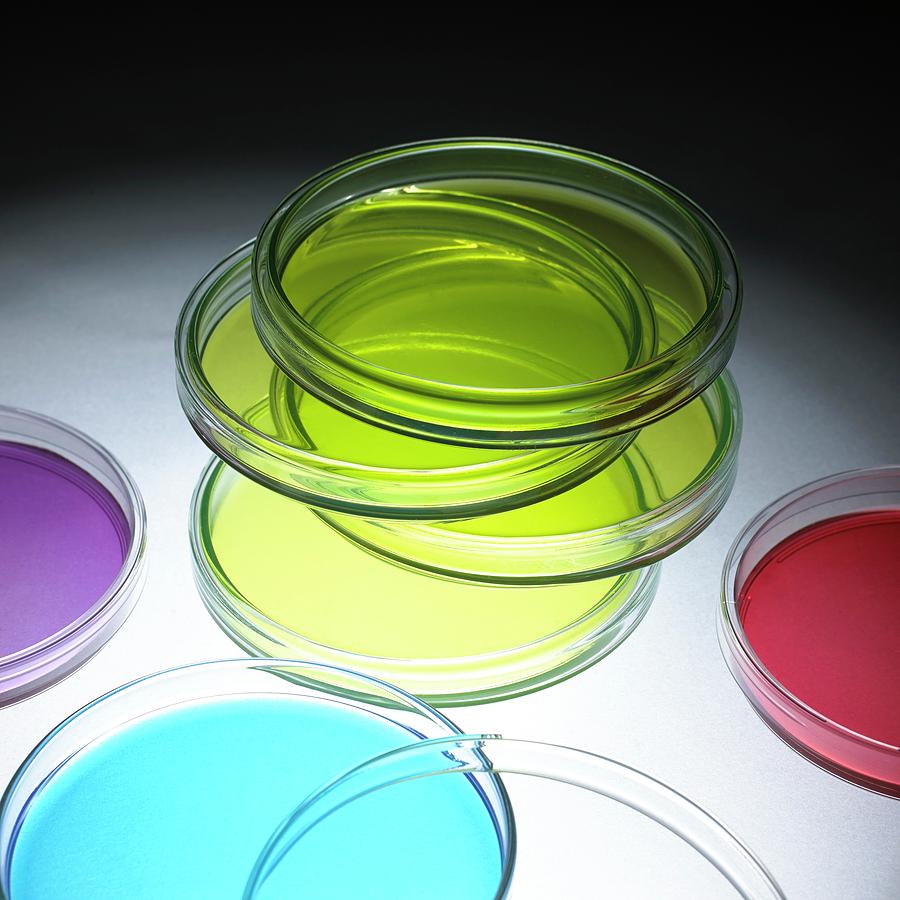 Petri Dishes Photograph by Science Photo Library - Fine Art America