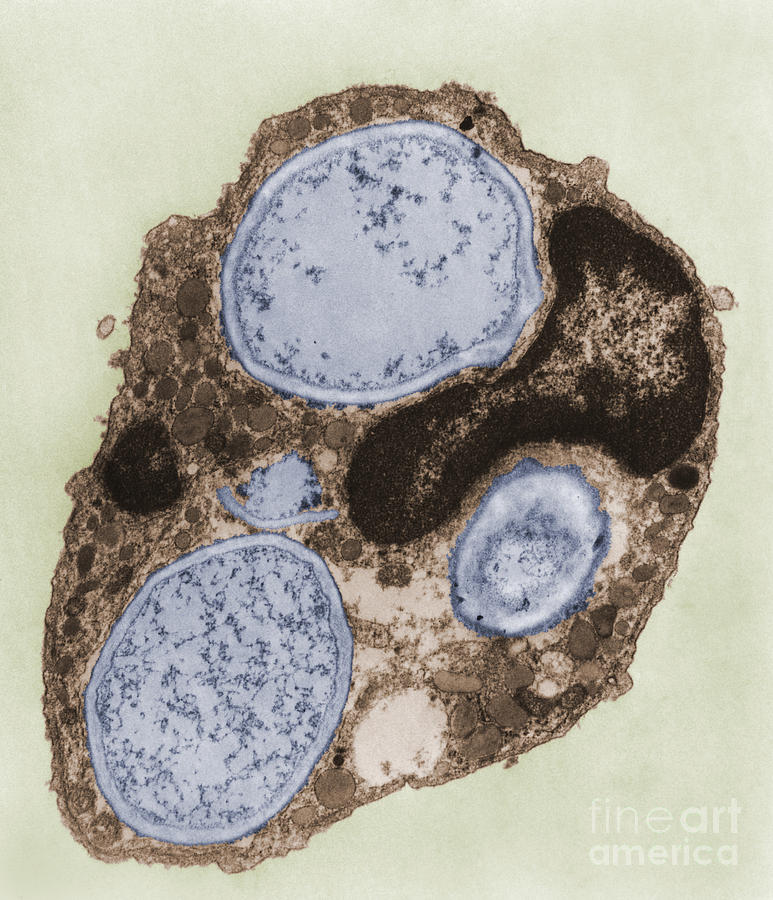 Tem Photograph - Phagocytosis #6 by Joseph F. Gennaro Jr.