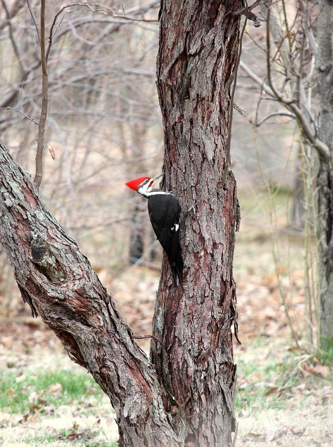Pileated Woodpecker #6 Photograph by Jack R Brock