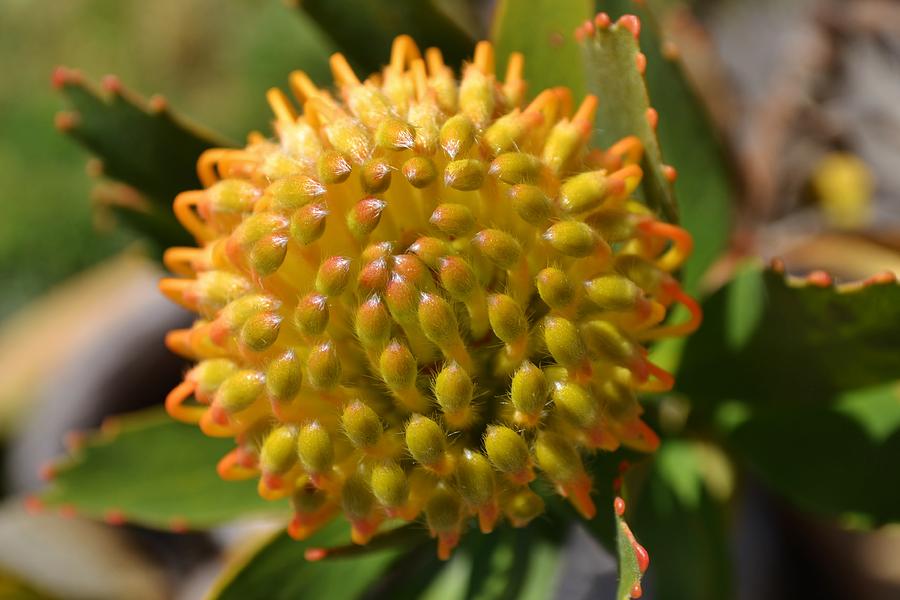 Pincushion protea #6 Photograph by Werner Lehmann - Pixels