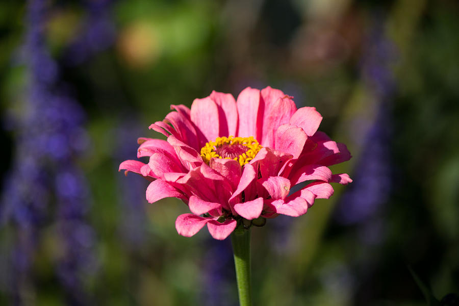 Pink flower #6 Photograph by Susan Jensen
