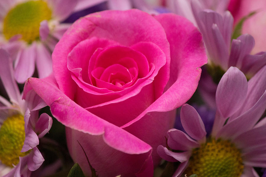 Pink rose #6 Photograph by Susan Jensen
