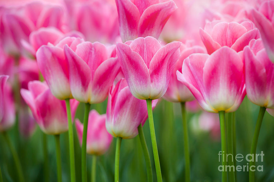 Pink Tulips by Katka Pruskova Pink Tulips by Katka Pruskova