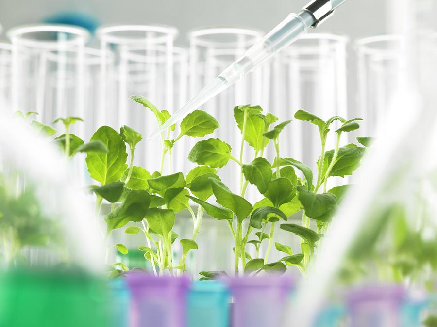 latest research topics in plant biotechnology