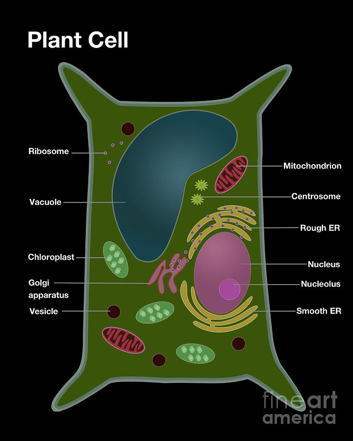 plant cell golgi body