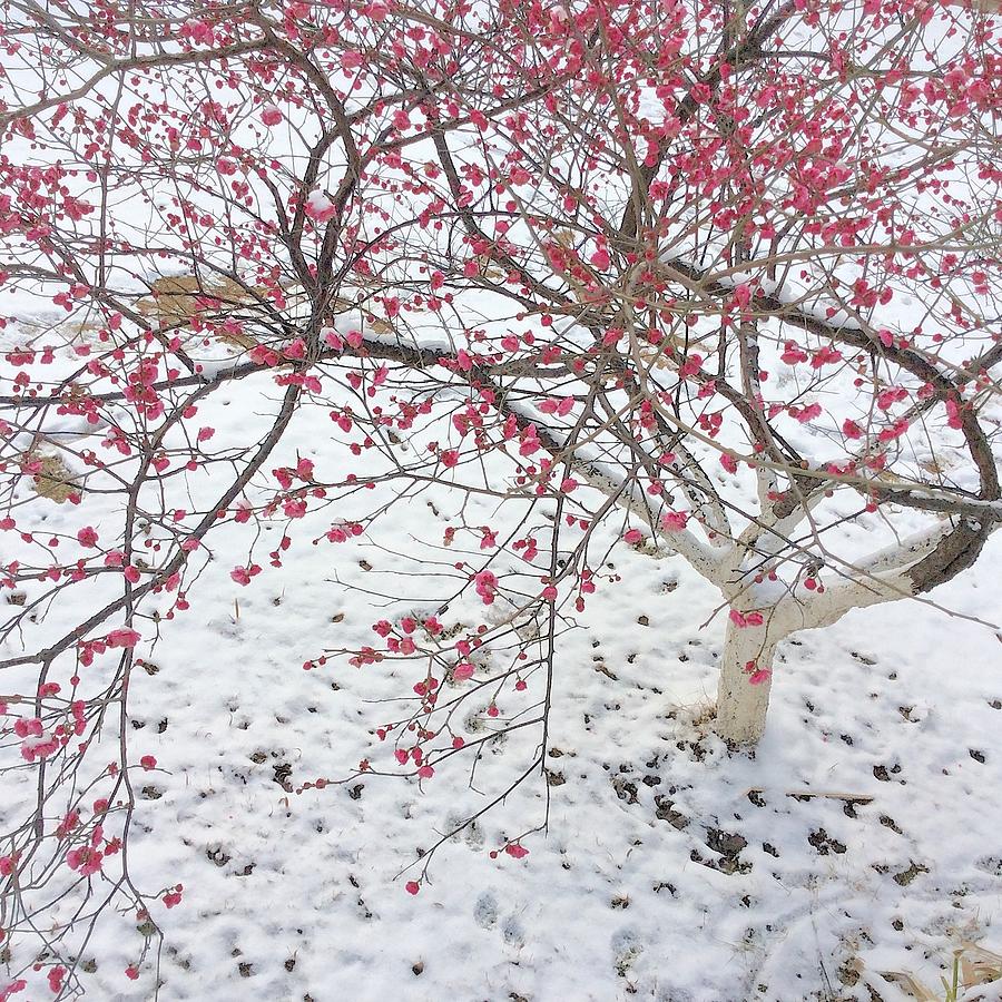 Plum Blossom In The Snow Photograph By Yinguo Huang