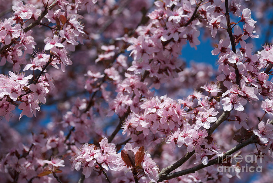 Flower Photograph - Plum Tree Flowers #6 by Mark Dodd