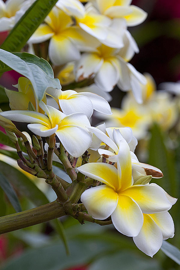 Plumerias #6 Photograph by James Roemmling