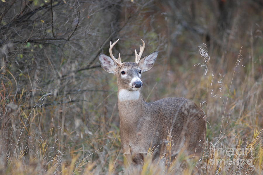 6 Point Buck #2 Photograph by David Murray