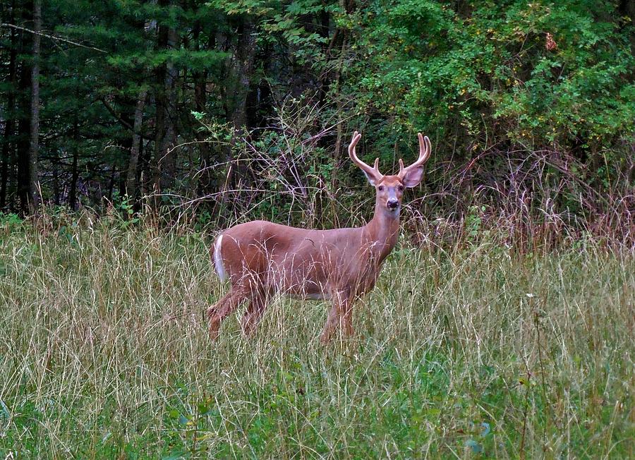 6 Point White Tailed Buck Photograph