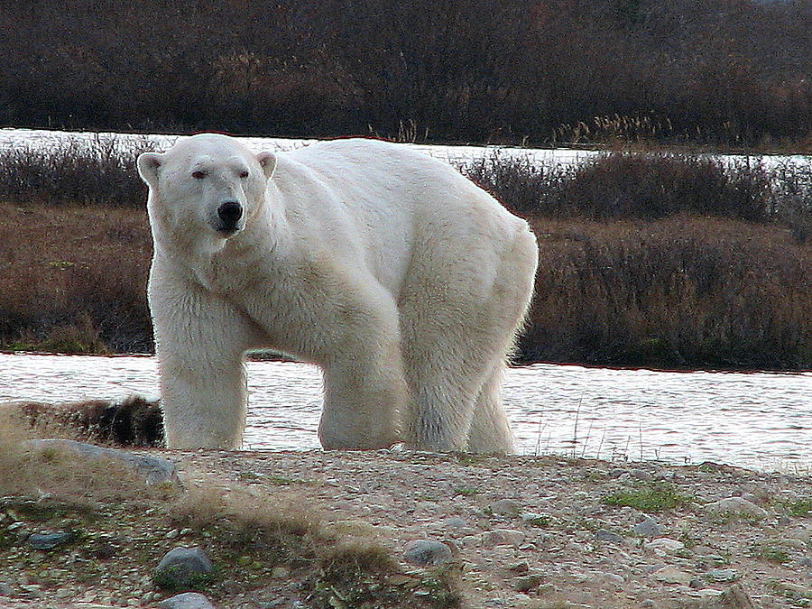 Polar Bear #6 Photograph by David Matthews
