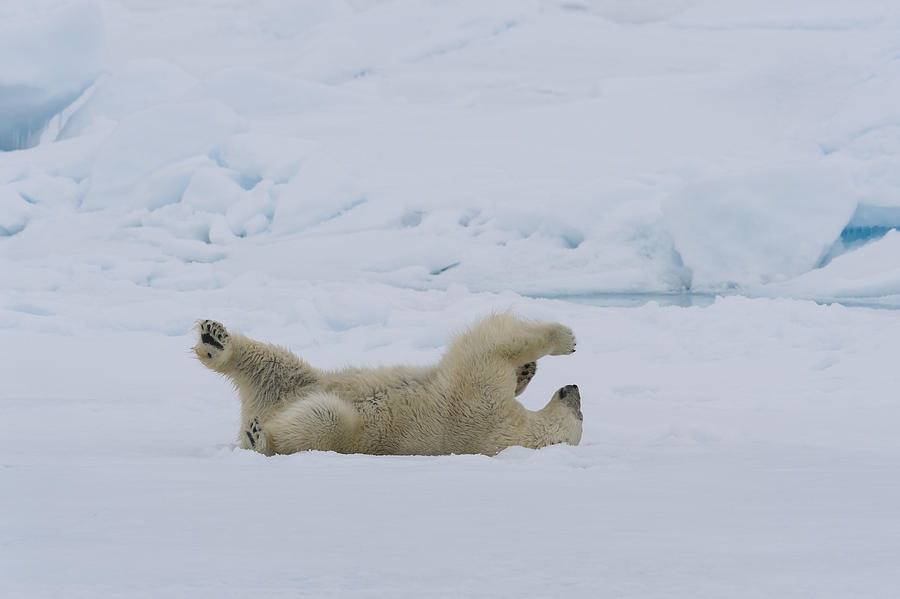 Polar Bear Rolling In Snow Photograph by John Shaw - Fine Art America