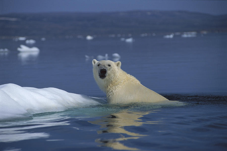 Polar Bear Swimming Wager Bay Canada #6 Photograph by Flip Nicklin