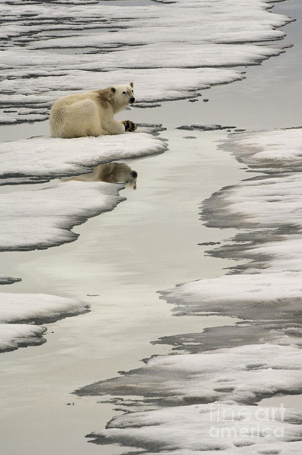 Polar Bear Walking On Ice #6 Photograph by John Shaw