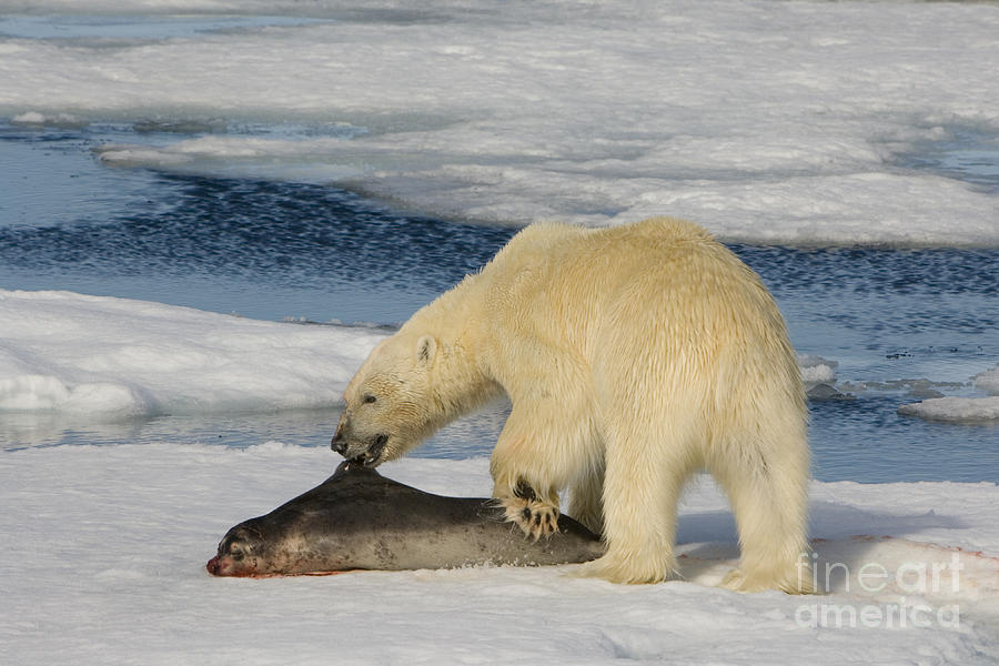 Polar Bear With Fresh Kill #6 Photograph by John Shaw