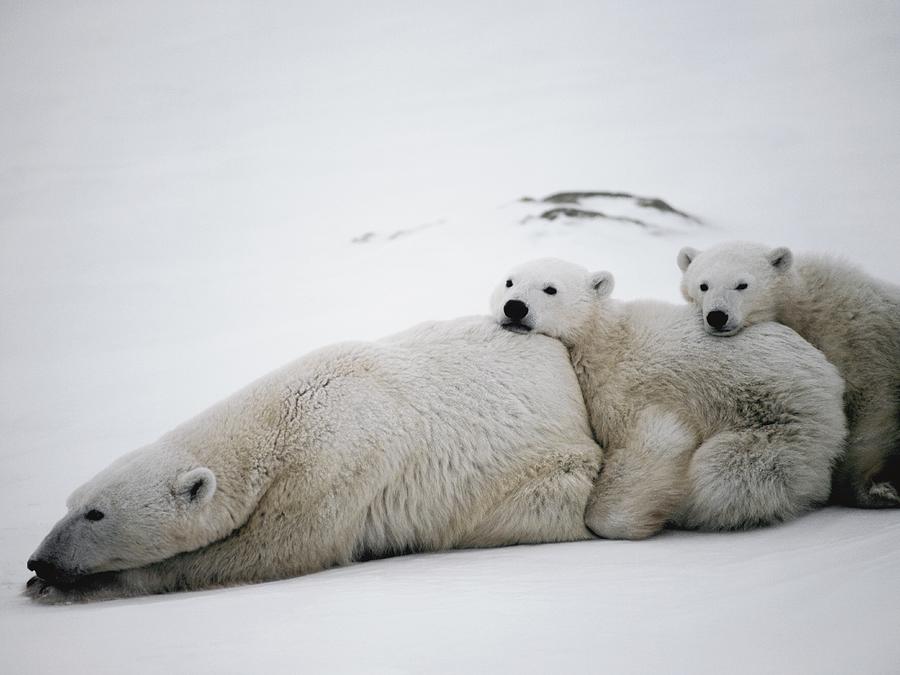Bear Photograph - Polar Bears #6 by David Woodfall Images/science Photo Library