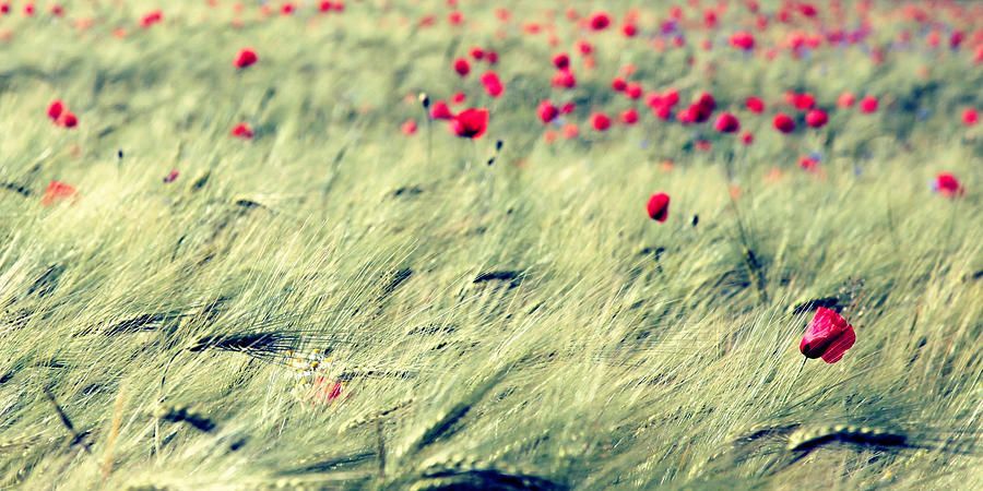 Poppies #7 Photograph by Falko Follert
