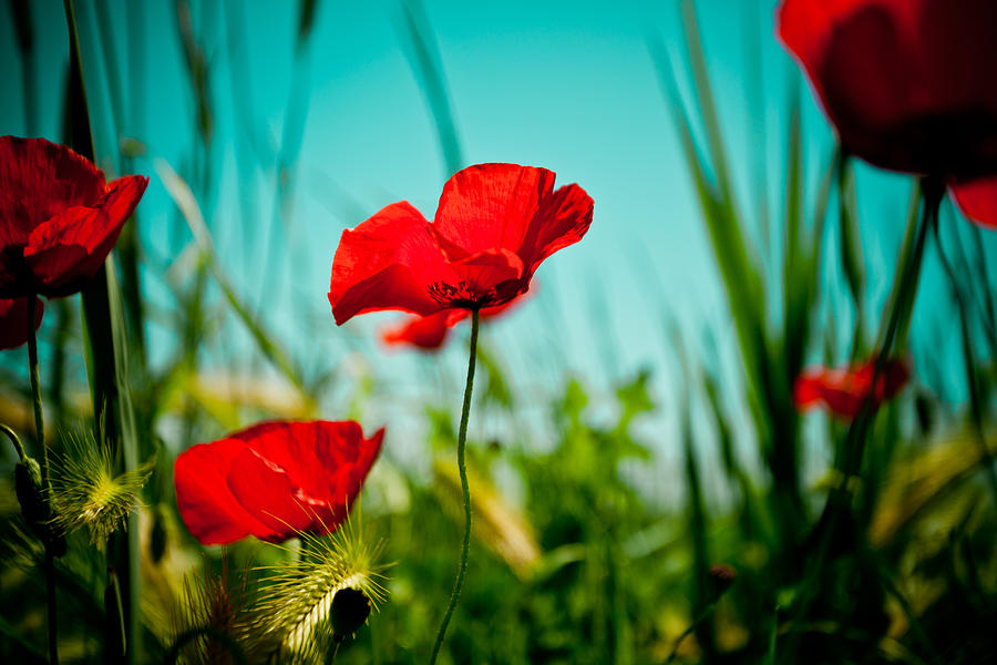 Poppy field and sky #6 Photograph by Raimond Klavins