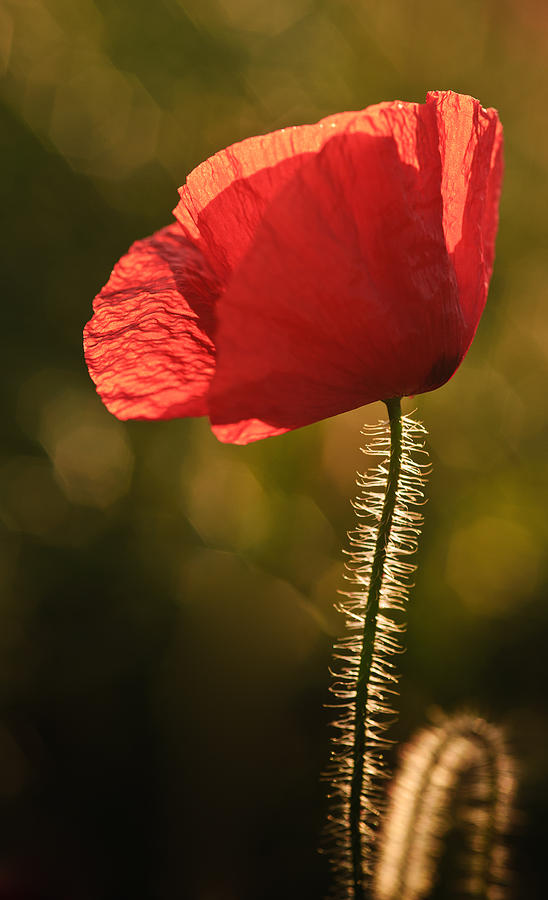 Poppy Field Landscape In English Countryside In Summer Photograph by