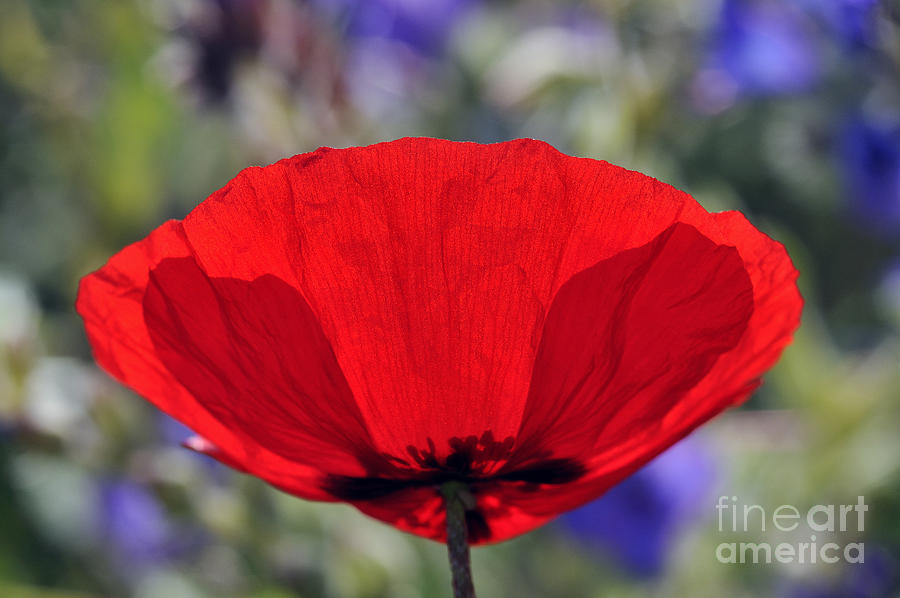 Poppy flower #8 Photograph by George Atsametakis