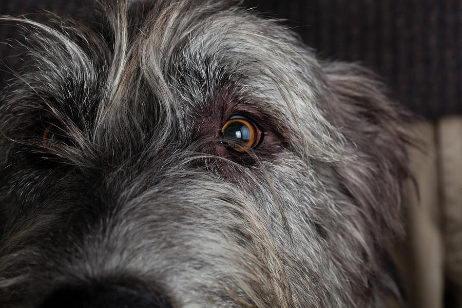 Portrait Of Irish Wolf Hound Dog Photograph by Animal Images - Fine Art ...