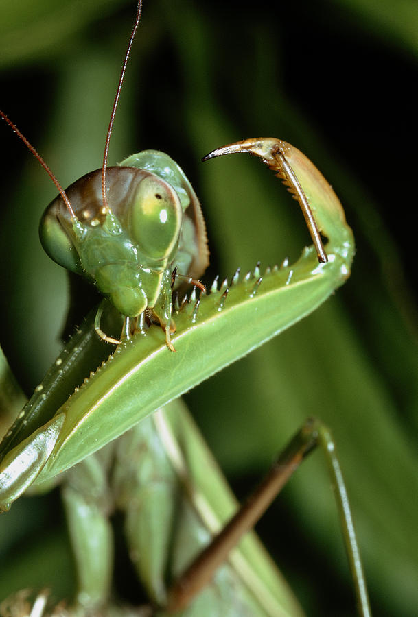 Praying Mantis #6 Photograph by Perennou Nuridsany