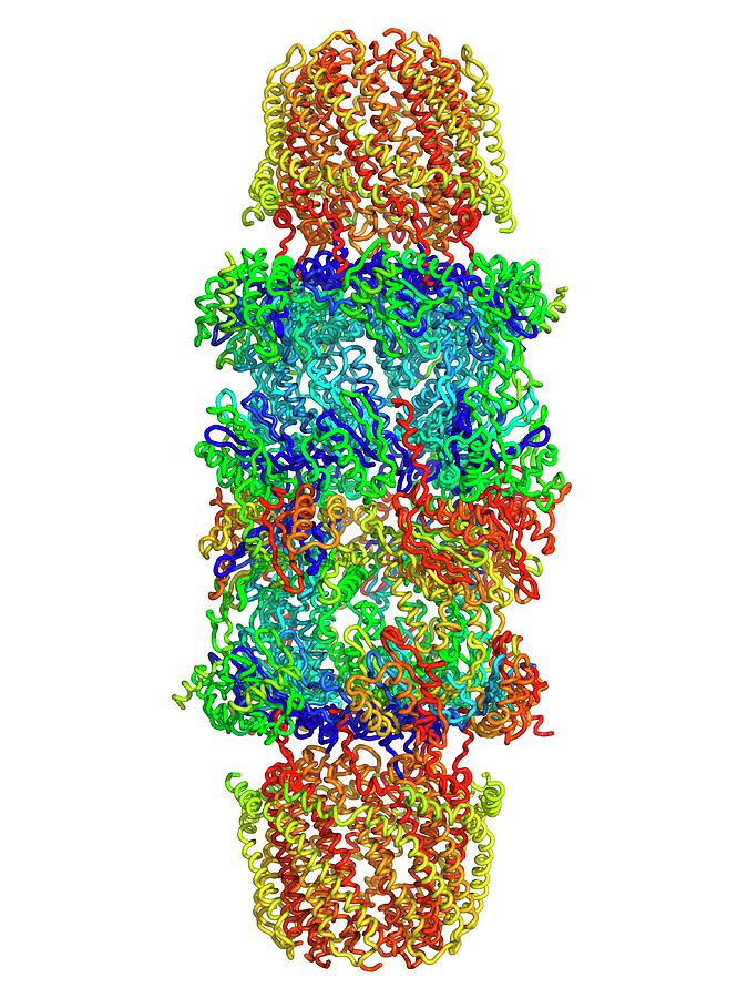 Proteasome Photograph by Alfred Pasieka/science Photo Library Biology Diagrams