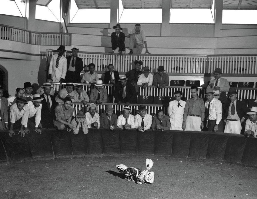 Puerto Rico Cockfight, 1937 #6 Photograph by Granger - Fine Art America