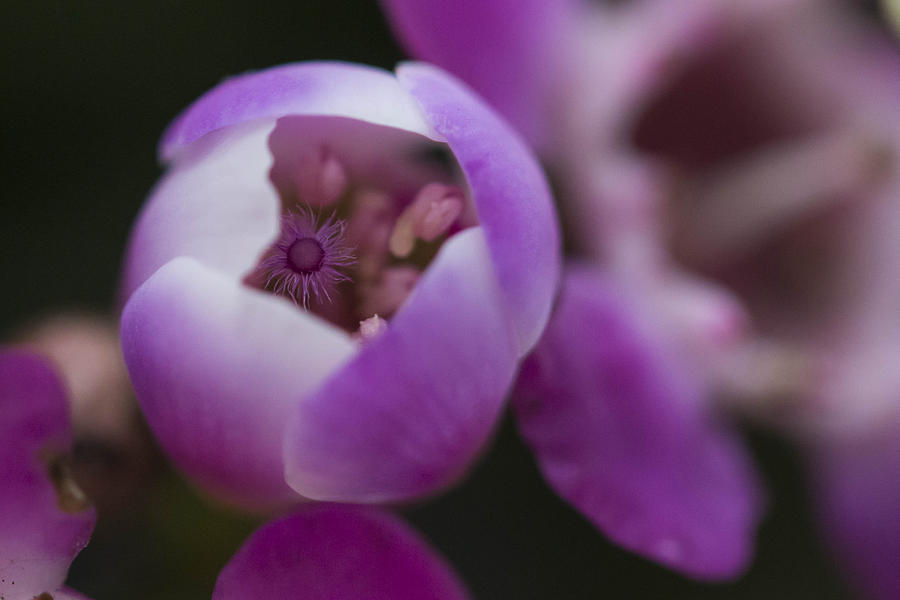 Purple flower #6 Photograph by Susan Jensen
