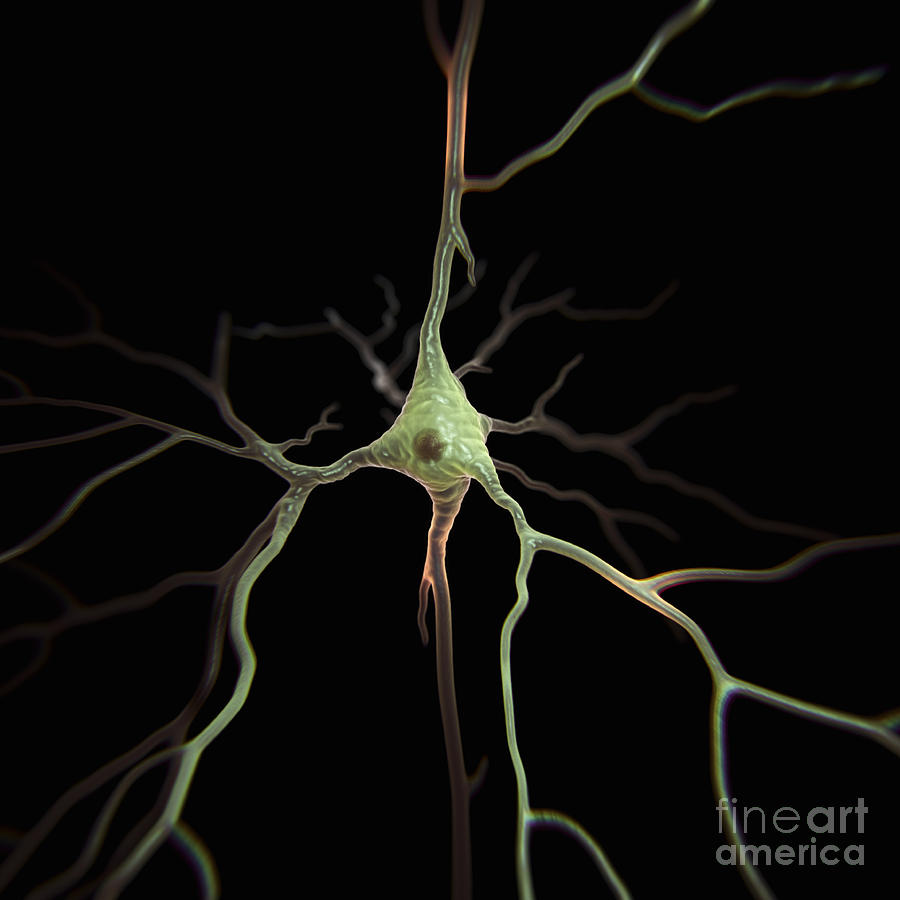 Pyramidal Neuron #6 Photograph by Science Picture Co