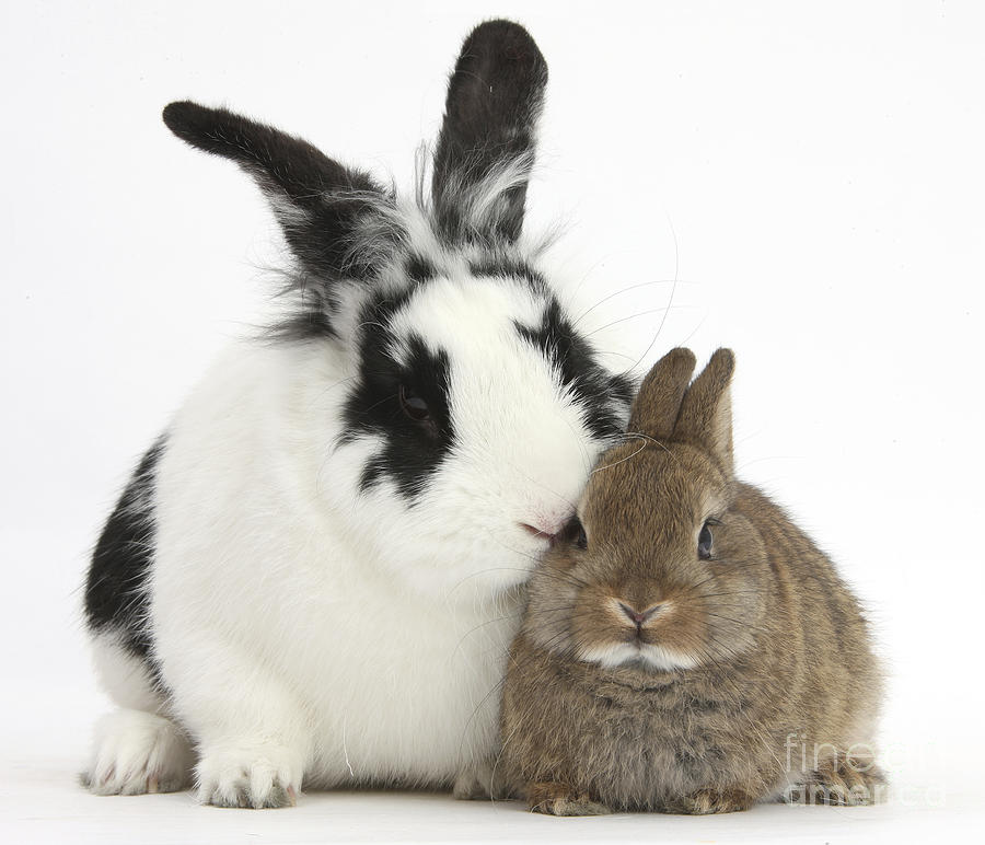 Rabbits #6 Photograph by Mark Taylor Rabbits #6 Photograph by Mark Taylor