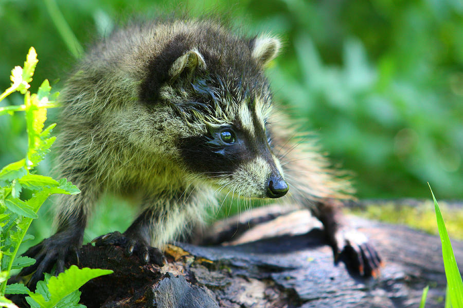 Raccoon #8 Photograph by Amanda Stadther