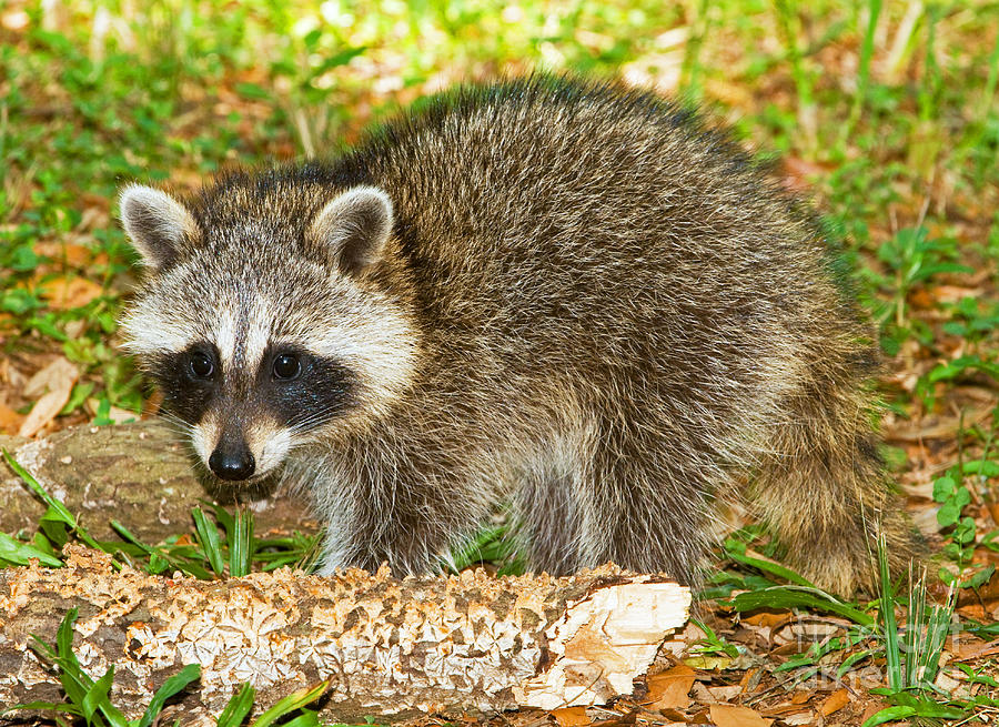 Nature Photograph - Raccoon #6 by Millard H. Sharp