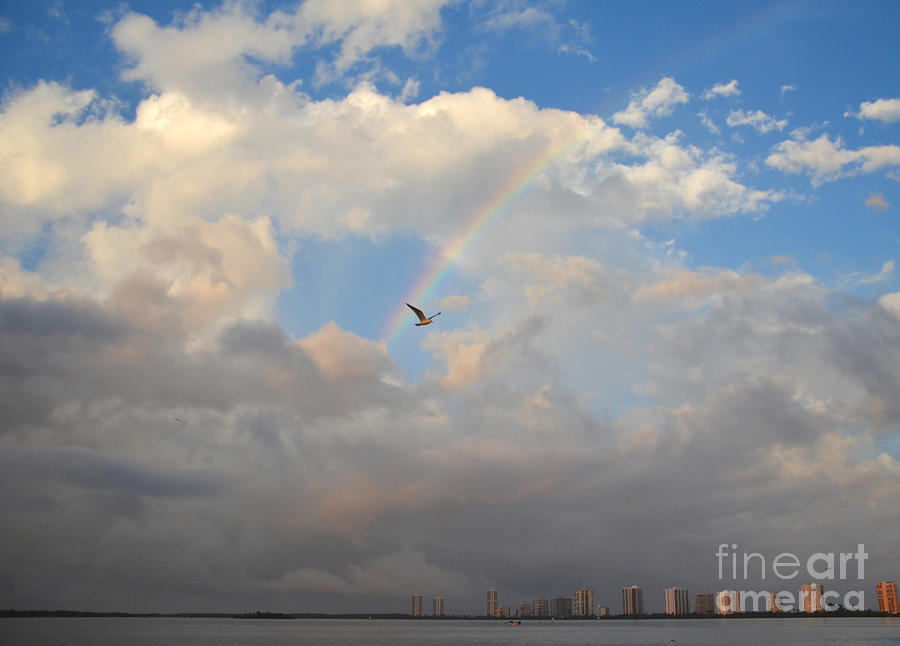 6- Rainbow and Seagull Photograph by Joseph Keane