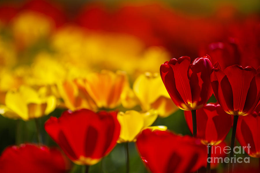 Tulip Photograph - Red and Yellow Tulips #6 by Nailia Schwarz