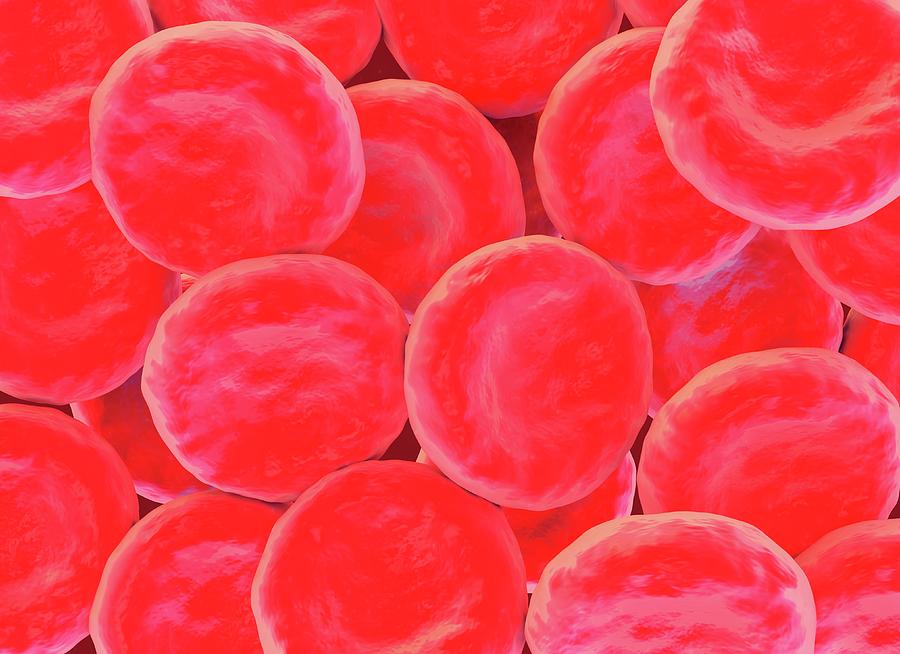 Illustration Photograph - Red Blood Cells #6 by Science Artwork