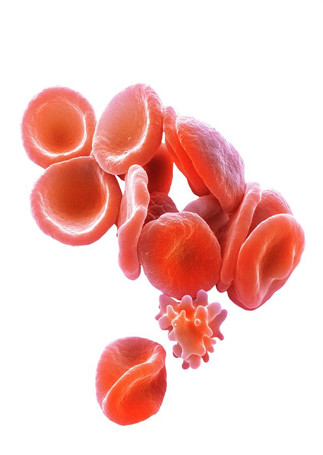 3 Dimensional Photograph - Red Blood Cells #6 by Steve Gschmeissner/science Photo Library