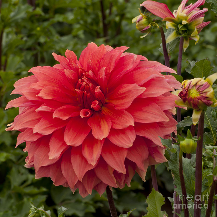 Flowers Still Life Photograph - Red Dahlia #6 by M J