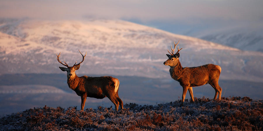 Red deer stags #6 Photograph by Gavin Macrae