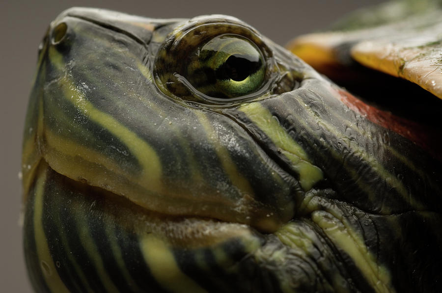 Red-eared Slider Photograph by Aaron Ansarov - Fine Art America