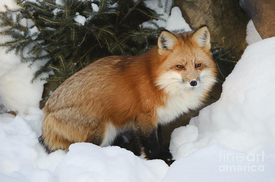 Red Fox #6 Photograph by John Shaw