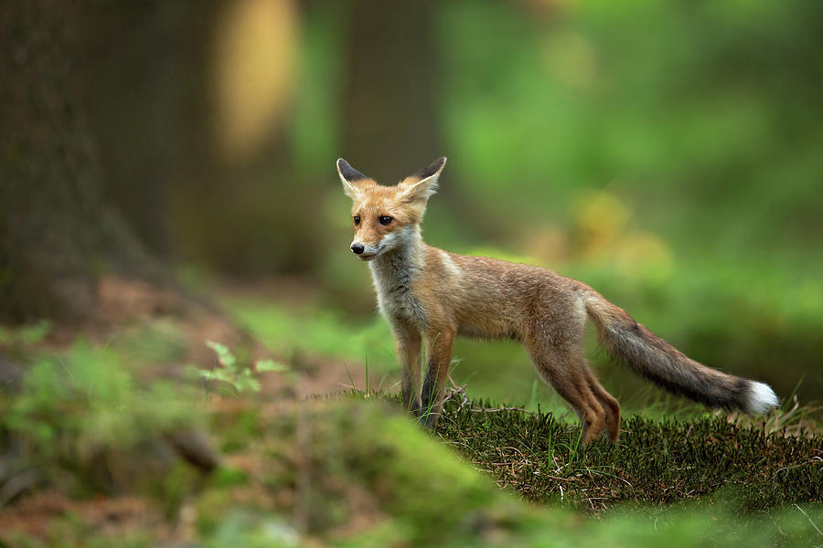 Wildlife Photograph - Red Fox #6 by Milan Zygmunt