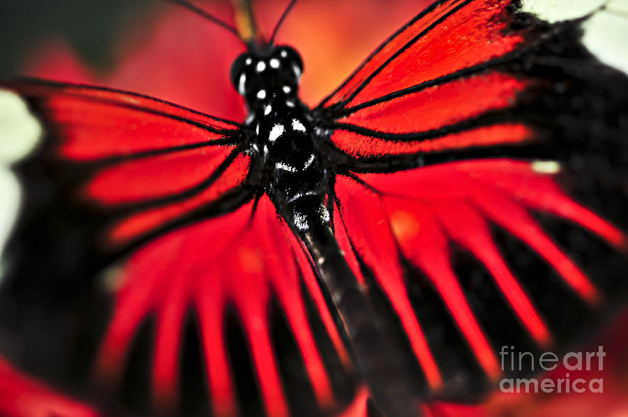 Red heliconius dora butterfly 3 Photograph by Elena Elisseeva