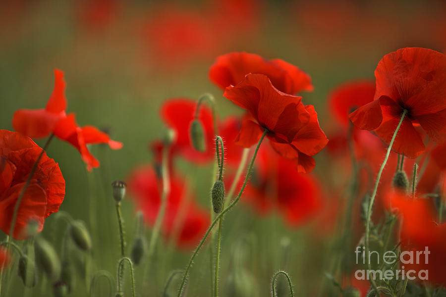 Poppy Photograph - Red #6 by Nailia Schwarz