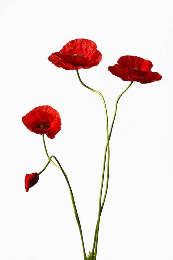 Red Poppies #6 Photograph by Maria Heyens