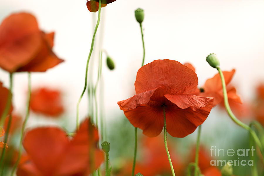 Poppy Photograph - Red Poppy Flowers #6 by Nailia Schwarz