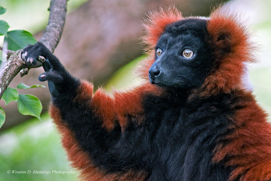 Red Ruffed Lemur #6 Photograph by Winston D Munnings