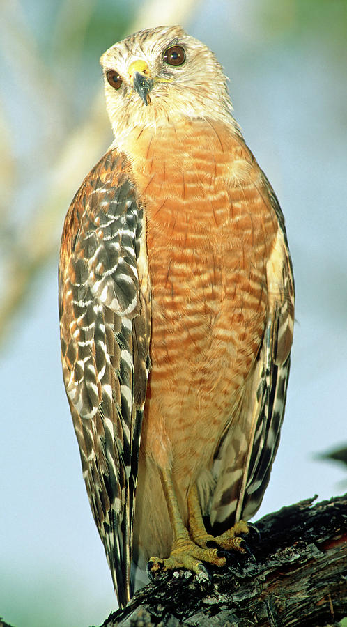Red Shouldered Hawk #6 Photograph by Millard H. Sharp