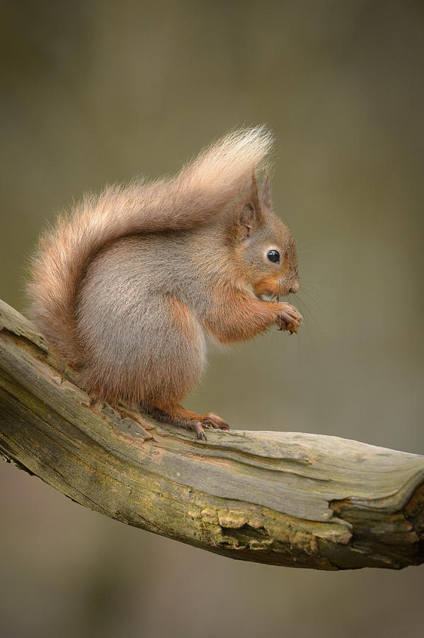 Red Squirrel #6 Photograph by Andy Astbury